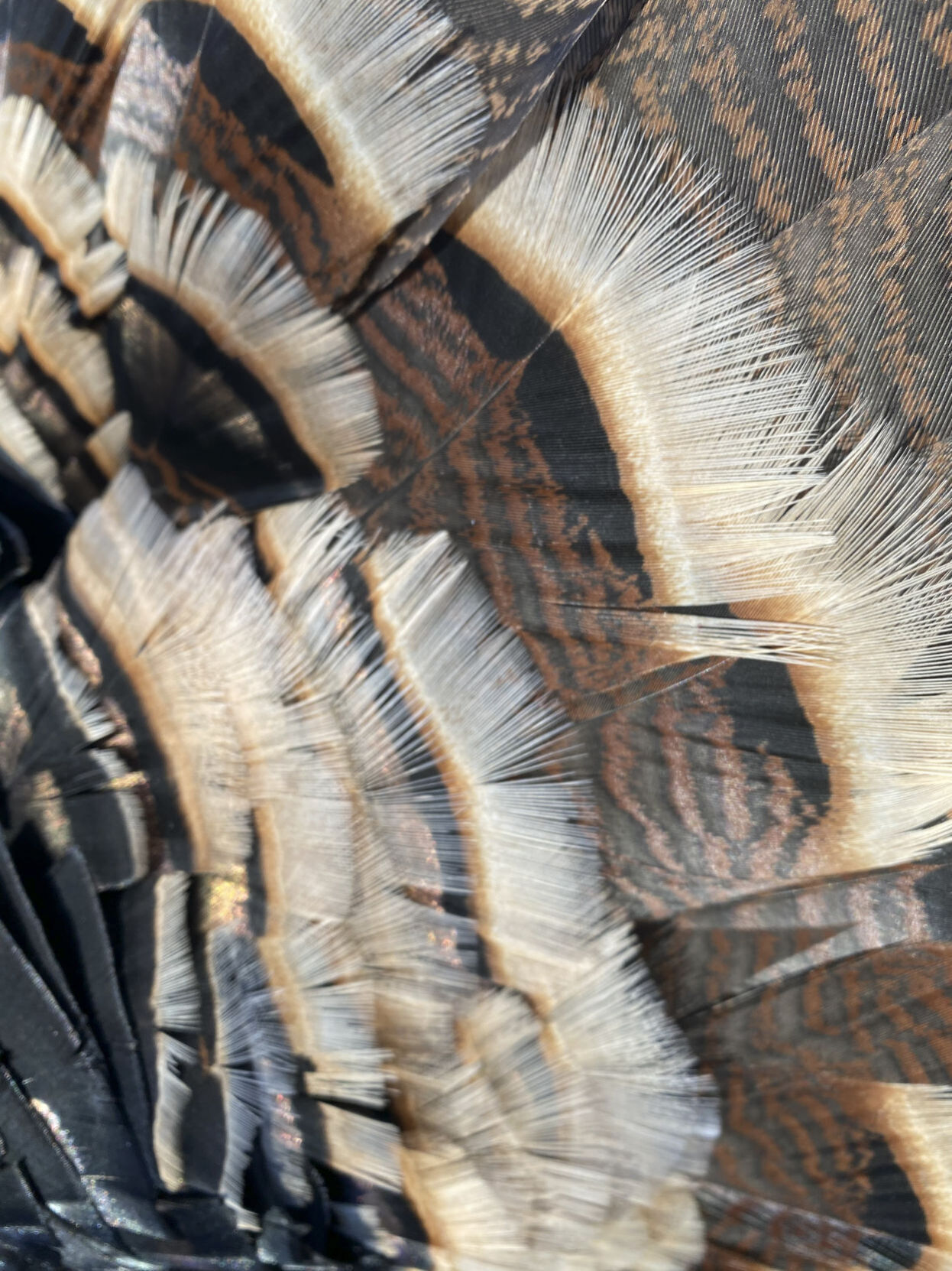 Feathers